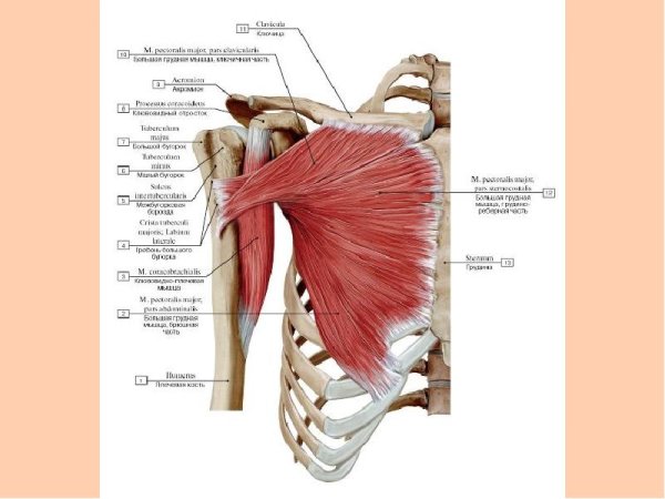 Большая грудная мышца (Ключичная головка)