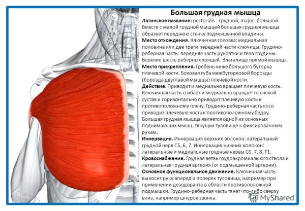 Строение грудной клетки человека анатомия мышцы