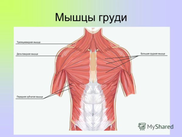 Большая грудная мышца m. pectoralis Major