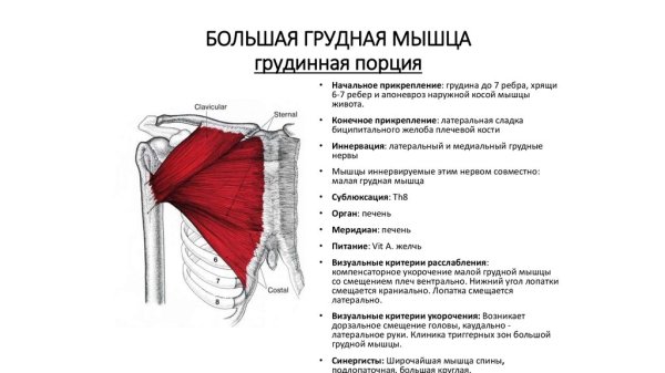 Малая грудная мышца крепление