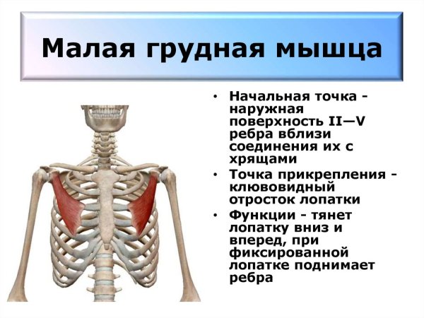Грудино реберная часть большой грудной мышцы