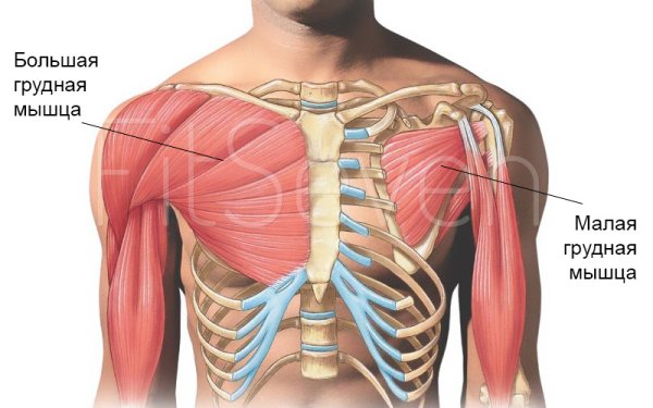 Мышца вращатель грудной клетки
