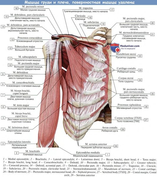 1. Большая грудная мышца