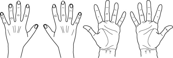 Ладонь схематично