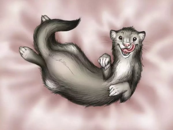 Хорек аниме