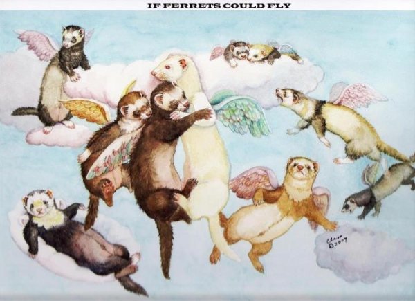 Смешные рисунки хорьков