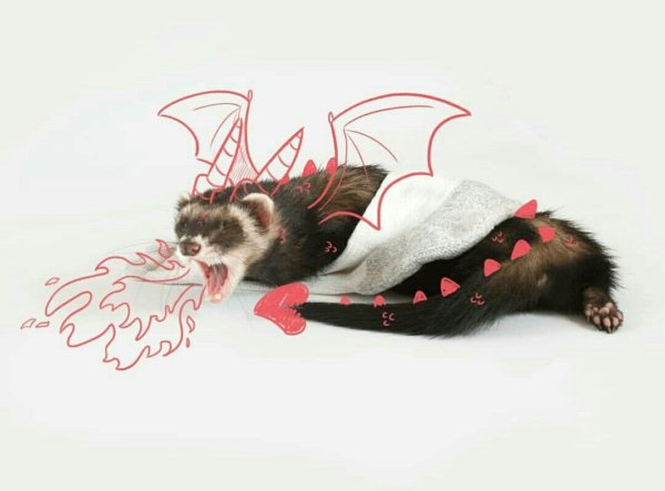 Новогодняя открытка с хорьком