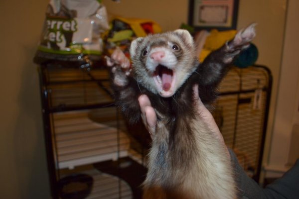 Угарные хорьки