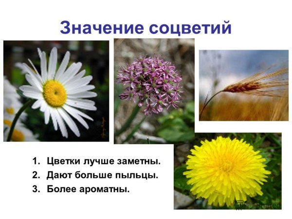 Растение на котором много пыльцы