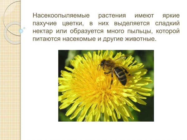 Растения на котором много п и л ьцы