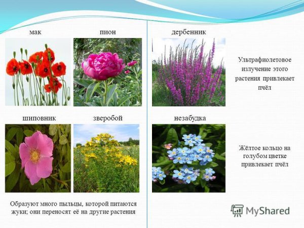 Растение на котором много пыльцы