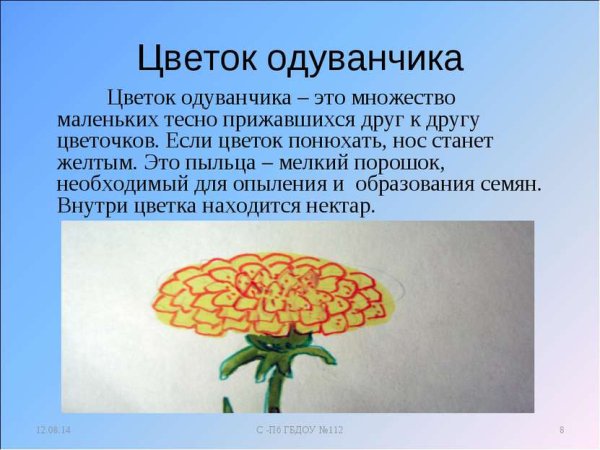 Описание цветка одуванчика