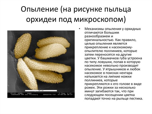 Пыльца орхидеи под микроскопом
