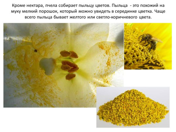 Растения с большим количеством пыльцы