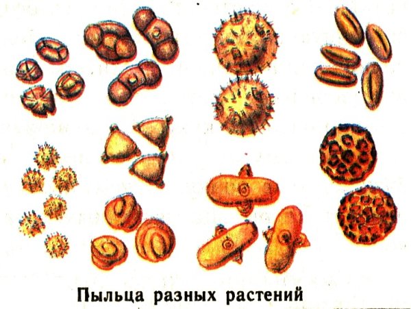 Пыльцевые зерна растений