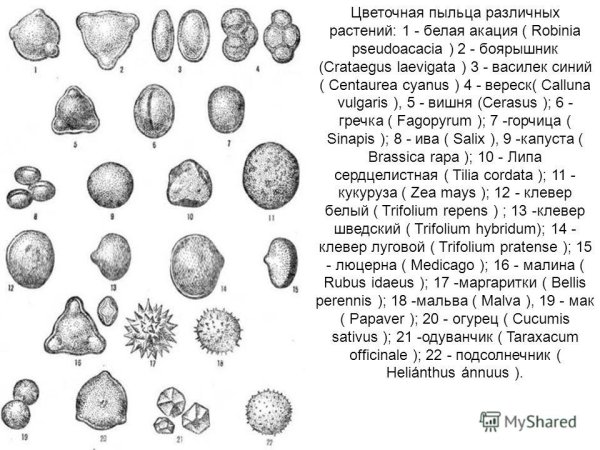 Пыльцевые зерна медоносных растений