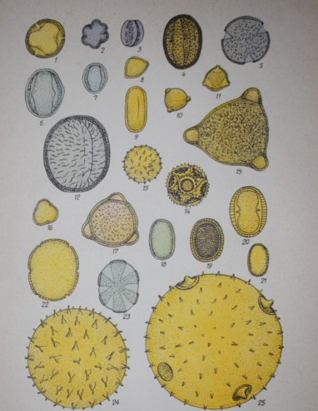 Пыльца микроскопия атлас