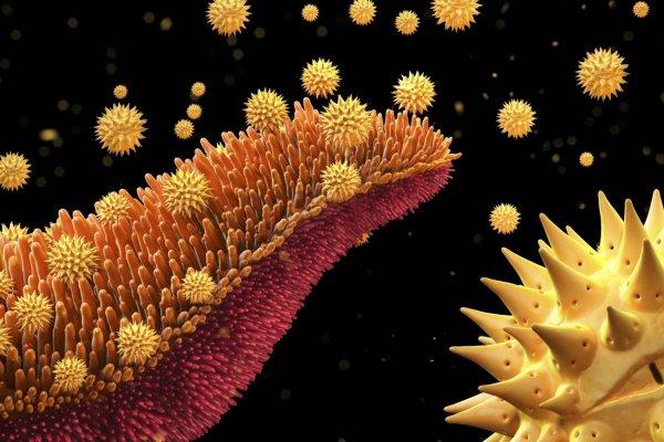 Палинология картинки