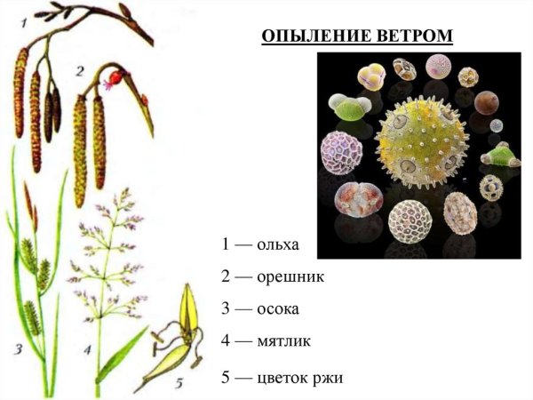 Пыльца ветроопыляемых растений