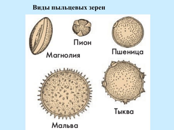 Типы пыльцевых зерен