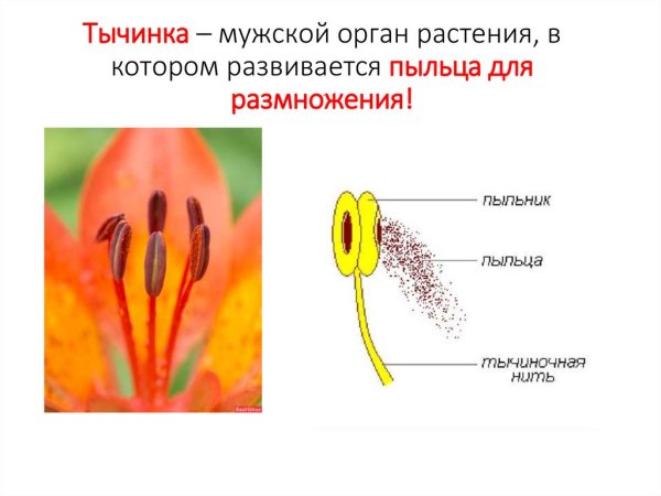 Строение пестика и тычинки