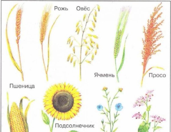 Полевые культуры (овёс, кукуруза, ячмень)