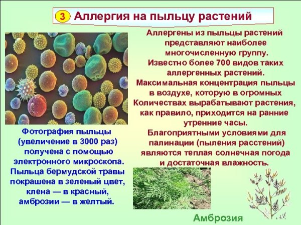 Пыльца аллерген