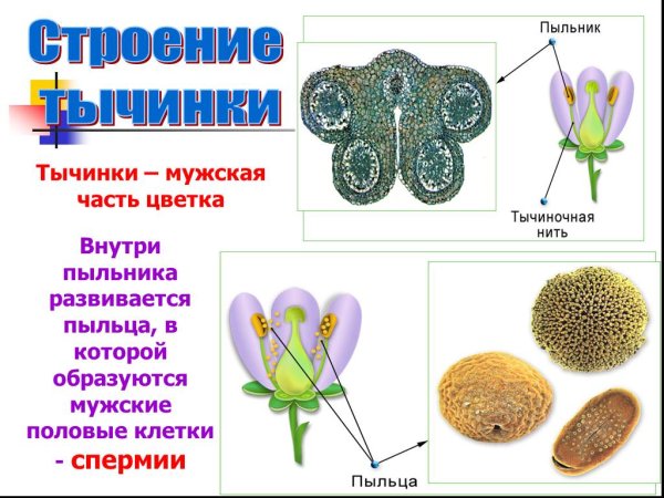 Строение пыльцы цветка