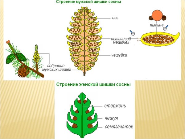 Строение мужской шишки сосны обыкновенной