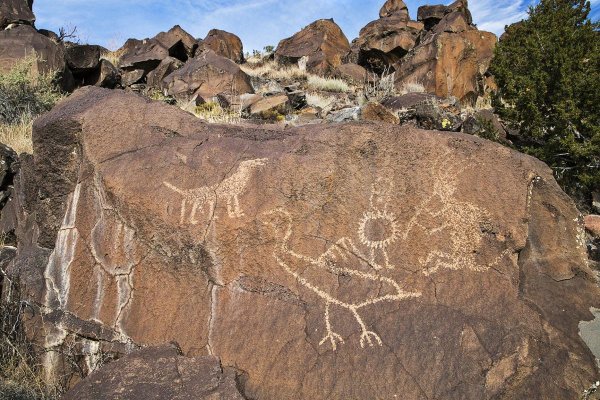 Тамгалы Солнцеголовый
