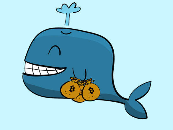 Кит смешные картинки