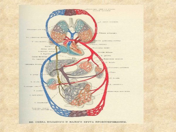 Схема эмболии большого и малого кругов кровообращения