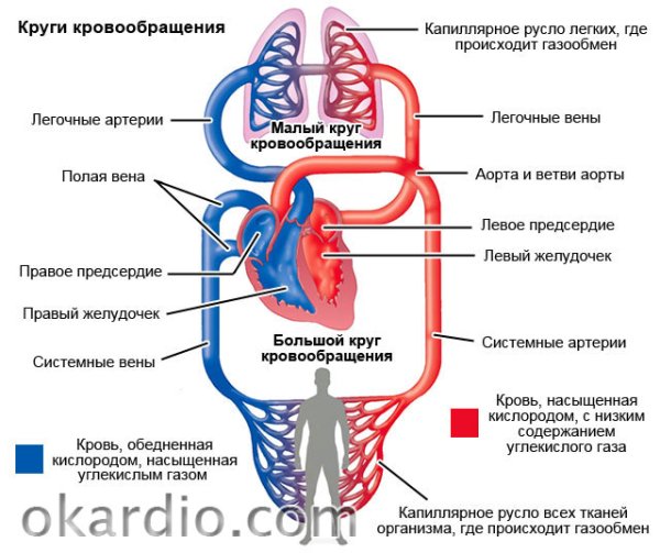 Сосуды малого круга кровообращения схема