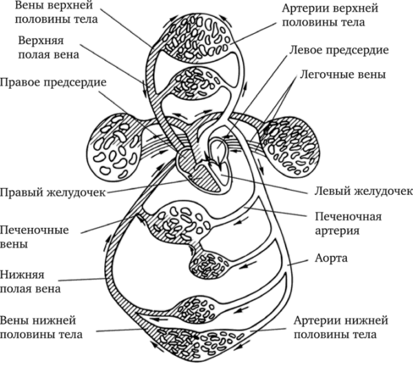 Строение малого круга кровообращения человека