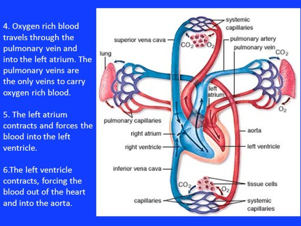 Сосуды малого круга кровообращения схема