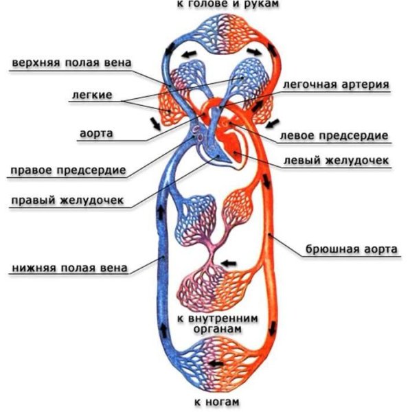 Кровеносная система человека схема круги кровообращения