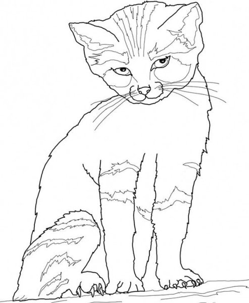 Котенок. Раскраска