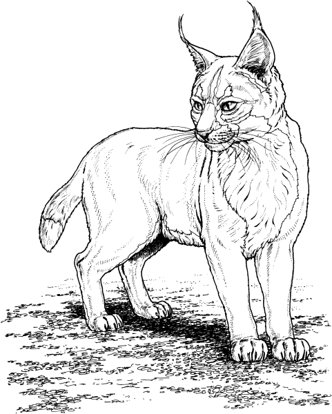 Раскраска Дикие кошки