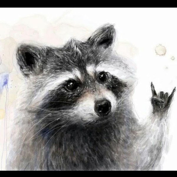 Енот в графике