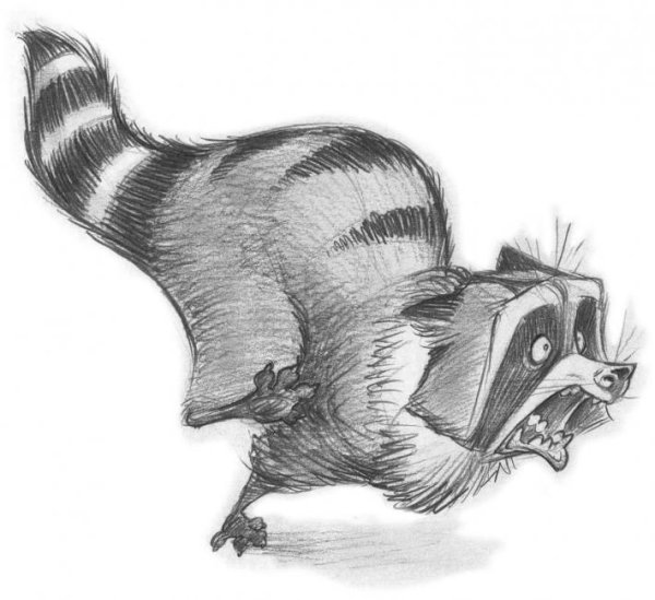 Енотик рисунок карандашом