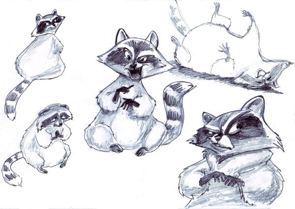 Енот рисунок для срисовки