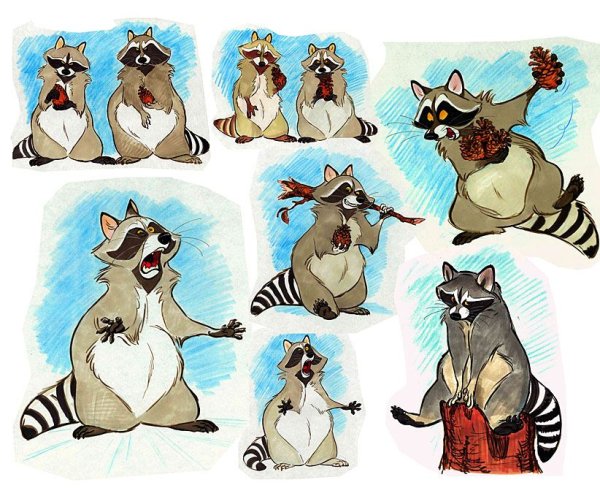 Иллюстрации забавных енотов