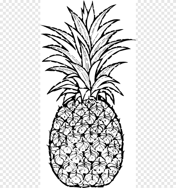 Рисунок ананаса для срисовки
