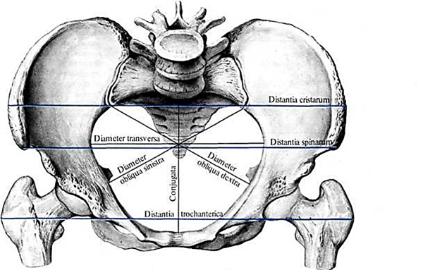 Большой таз и малый таз анатомия