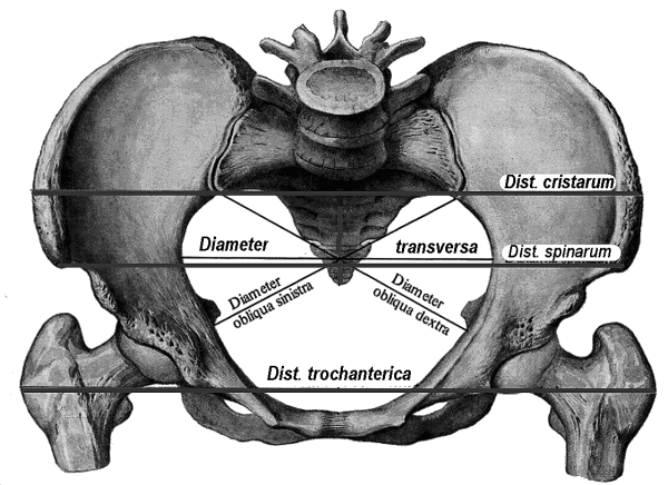 Размеры большого таза Акушерство