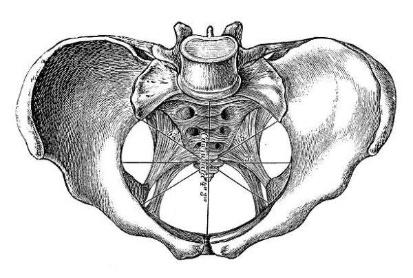Женский таз