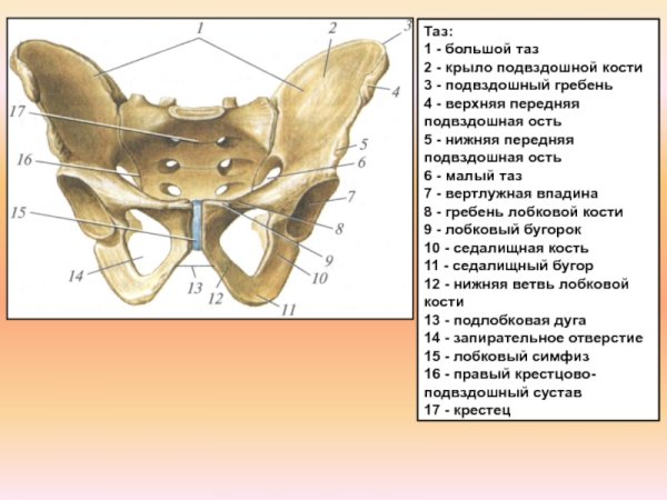 Лонная кость строение
