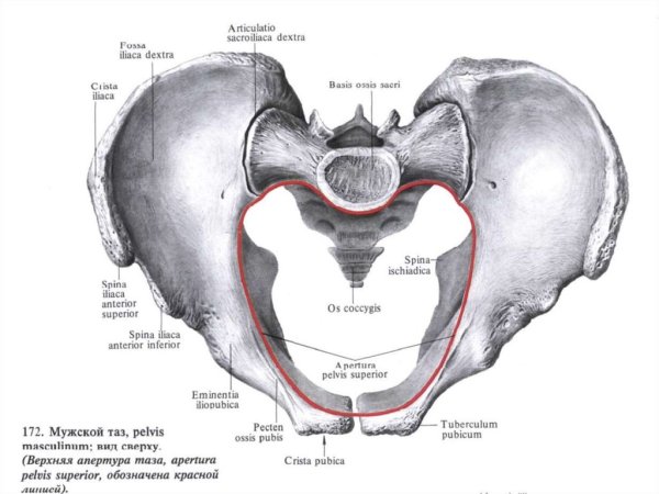 Верхняя Апертура малого таза