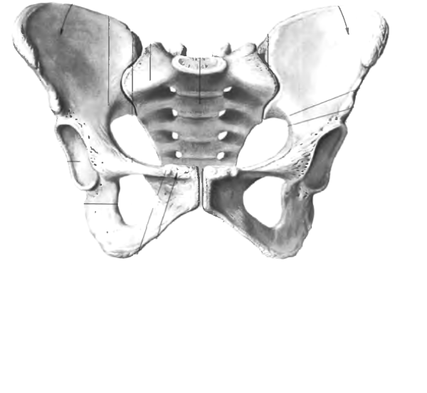 Большой таз и малый таз анатомия