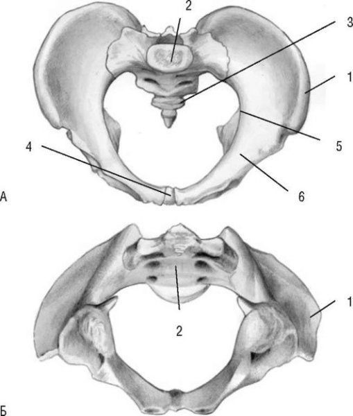 Большой таз и малый таз анатомия